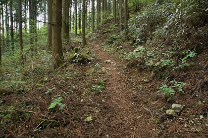 皿ヶ峰 散策レポート画像01