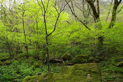 皿ヶ峰 散策レポート画像11