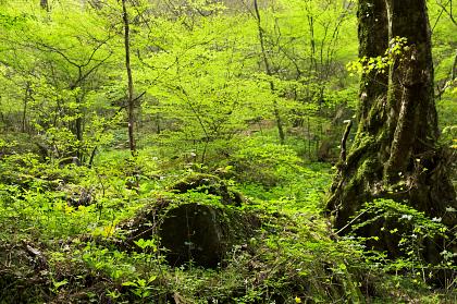 皿ヶ峰 散策レポート画像12