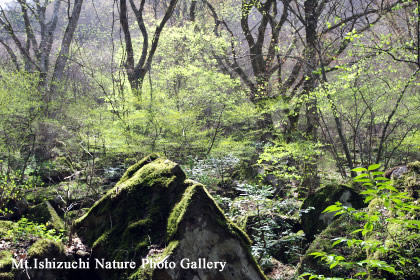 皿ヶ峰＆白猪の滝 散策レポート画像05